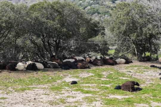 Λέσβος: Εξαπλώνεται ο αφθώδης πυρετός, στα 13 τα κρούσματα - Οδηγούνται σε θανάτωση χιλιάδες ζώα