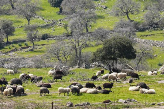 Μέτρα για τους πληγέντες στη Λέσβο: Αναστολή φορολογικών και ασφαλιστικών υποχρεώσεων και απαλλαγή από δημοτικά τέλη