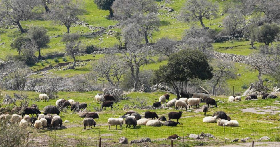 Μέτρα για τους πληγέντες στη Λέσβο: Αναστολή φορολογικών και ασφαλιστικών υποχρεώσεων και απαλλαγή από δημοτικά τέλη