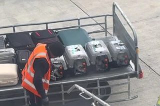 Εργαζόμενος στο «Ελ. Βενιζέλος» καθησύχασε αγχωμένες γατούλες που ταξίδευαν στις αποσκευές και έγινε viral [βίντεο]