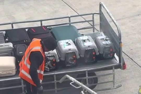 Εργαζόμενος στο «Ελ. Βενιζέλος» καθησύχασε αγχωμένες γατούλες που ταξίδευαν στις αποσκευές και έγινε viral [βίντεο]