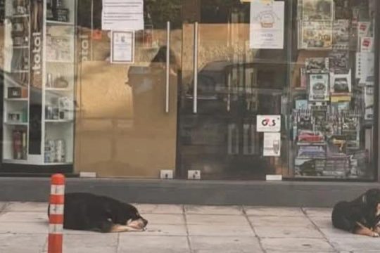 Πέθανε ιδιοκτήτρια σκύλων και εκείνοι την περιμένουν έξω από το μαγαζί της - Συγκινητική εικόνα