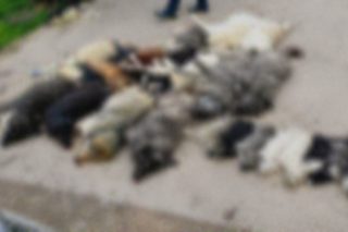 Αποτροπιασμός από τη μαζική δηλητηρίαση σκύλων στη Χαλκιδική: Μήνυση από τον δήμαρχο