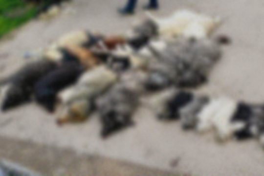 Αποτροπιασμός από τη μαζική δηλητηρίαση σκύλων στη Χαλκιδική: Μήνυση από τον δήμαρχο
