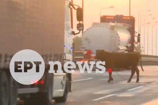 Απίστευτο περιστατικό στη Θεσσαλονίκη: Αναστάτωση από αγελάδα που μπήκε στην Εθνική Οδό [βίντεο]