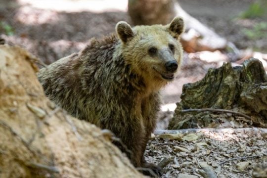 Εμφανίστηκε αρκούδα σε περιοχές του Δήμου Ωραιοκάστρου - Οδηγίες προς τους πολίτες