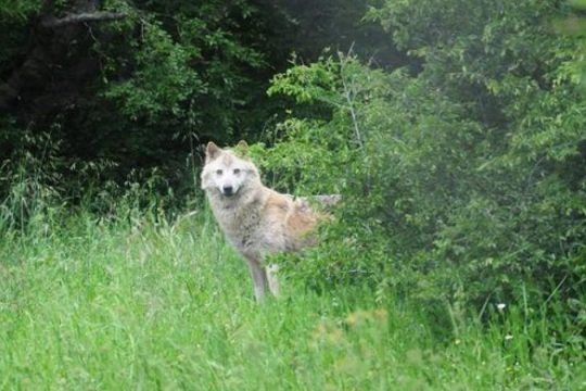 Περιπατητής δηλώνει ότι δέχθηκε επίθεση από λύκο στο Τατόι [βίντεο]