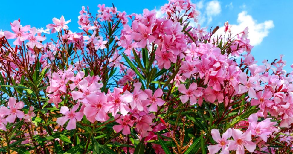 Είναι επικίνδυνη η πικροδάφνη για τα παιδιά; Οι προτάσεις του ΕΟΔΥ και οι αντιδράσεις για το σχέδιο ξηλώματος από τα σχολεία
