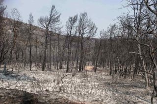 WWF: Έναρξη αντιπυρικής περιόδου - Υπό δοκιμή η «Ενεργή Μάχη» για τα δάση