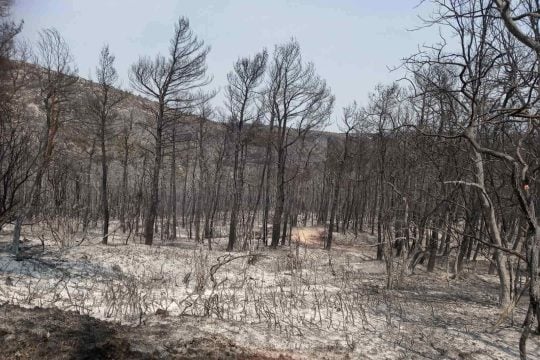 WWF: Έναρξη αντιπυρικής περιόδου - Υπό δοκιμή η «Ενεργή Μάχη» για τα δάση