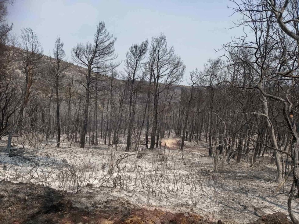 WWF: Έναρξη αντιπυρικής περιόδου - Υπό δοκιμή η «Ενεργή Μάχη» για τα δάση