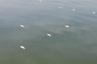 Γιατί εμφανίστηκαν νεκρά ψάρια στη λίμνη των Ιωαννίνων: «Δεν είναι πρωτοφανές φαινόμενο» λέει ο δήμος [εικόνες]