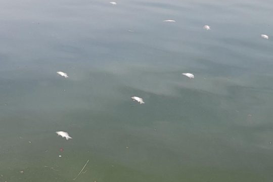 Γιατί εμφανίστηκαν νεκρά ψάρια στη λίμνη των Ιωαννίνων: «Δεν είναι πρωτοφανές φαινόμενο» λέει ο δήμος [εικόνες]