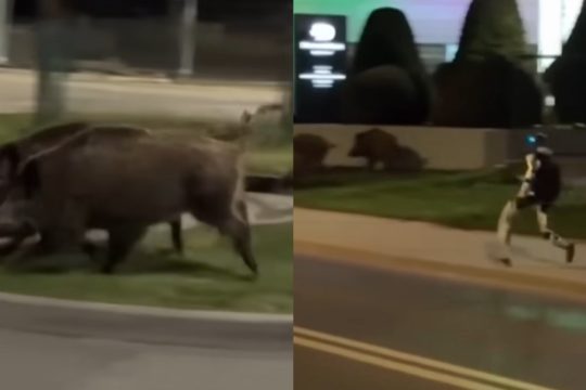 Viral βίντεο με ανθρωποειδές ρομπότ να καταδιώκει αγριογούρουνα στην Βαρσοβία - «Πραγματική απειλή»