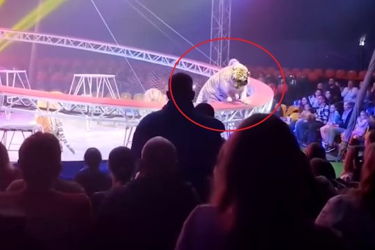 Πανικός σε τσίρκο στη Ρωσία: Τίγρης ξέφυγε από το κλουβί και πήδηξε στο κοινό - Δείτε βίντεο