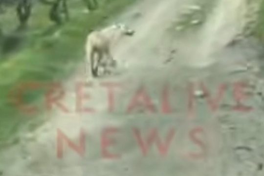 Συγκινητικό βίντεο από την Κρήτη: Σκυλίτσα οδηγεί διασώστη για να σώσει άλλον σκύλο