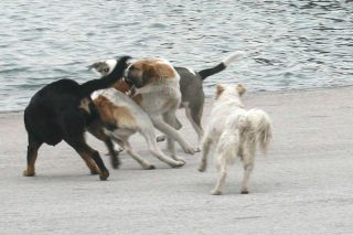 Κατερίνη: Εισαγγελική παρέμβαση για τον τραυματισμό τουρίστριας από αγέλη σκύλων