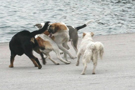 Κατερίνη: Εισαγγελική παρέμβαση για τον τραυματισμό τουρίστριας από αγέλη σκύλων