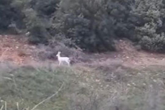 Ημαθία: Εμφανίστηκαν δύο αλμπίνο ζαρκάδια – «Πολύ σπάνιο φαινόμενο» [βίντεο]