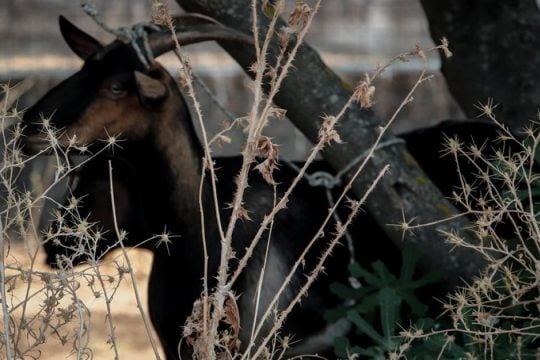 Στο ίδιο κτίριο ο ΕΦΕΤ με το παράνομο μαντρί στους Αμπελόκηπους: «Δεν έχουμε καμία εμπλοκή»