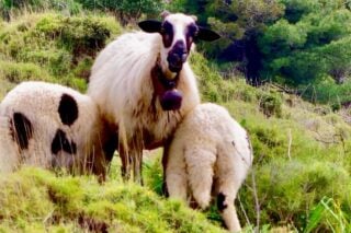 Σε κρίση η ελληνική κτηνοτροφία: Ζωονόσοι και εισαγωγές κρέατος «γονατίζουν» τον κλάδο