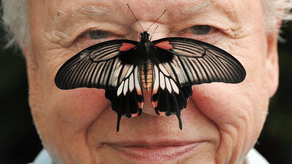 Ντέιβιντ Ατένμπορο