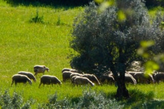 Κρήτη: Νέες συλλήψεις για τον ΟΠΕΚΕΠΕ – Αντιδήμαρχος, λογιστές και υπεύθυνοι ΚΥΔ στο κύκλωμα των 3 εκατ. ευρώ