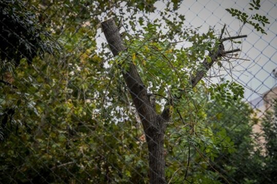 Κακοποίηση δέντρων: όταν η ασφάλεια γίνεται άλλοθι