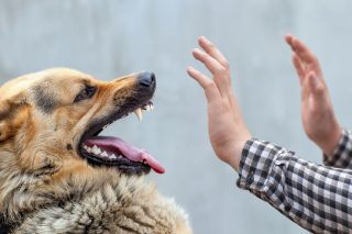 Τι σημαίνει: Λυσσασμένος