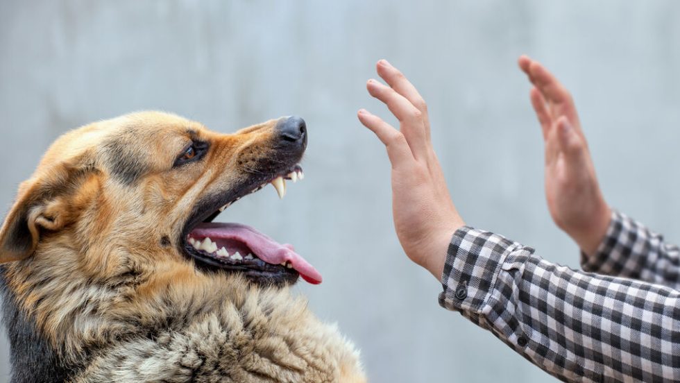 Τι σημαίνει: Λυσσασμένος