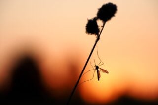 Κουνούπια έμαθαν να συνδέουν τη μυρωδιά εντομοαπωθητικού με το… γεύμα τους