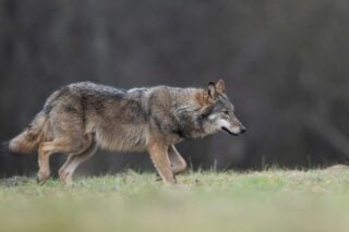 «Είδες λύκο; Σε είδε πρώτος» – Μέτρα πρόληψης για τη συνύπαρξη ανθρώπου και άγριας ζωής