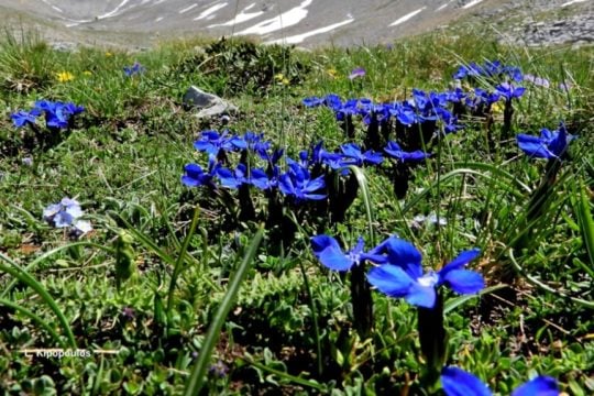 Η χλωρίδα στις διαδρομές του Ολύμπου: Έχουν καταγραφεί 1.983 διαφορετικά φυτά
