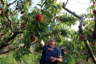 «Ξερά κλαδιά» απειλούν τα ροδάκινα στη Βόρεια Ελλάδα: Ψηφιακή καταγραφή, ισραηλινή άρδευση και έλλειψη εργατών γης