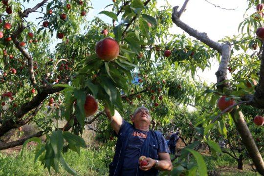 «Ξερά κλαδιά» απειλούν τα ροδάκινα στη Βόρεια Ελλάδα: Ψηφιακή καταγραφή, ισραηλινή άρδευση και έλλειψη εργατών γης