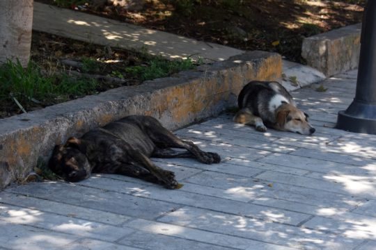 Από το κρύο στη ζέστη: Τι να προσέχουμε σε σκύλους και γάτες
