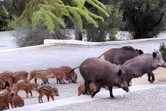 Viral βίντεο με οικογένεια αγριογούρουνων σε γάμο στους Θρακομακεδόνες: «Έφτασαν οι πρώτοι καλεσμένοι»