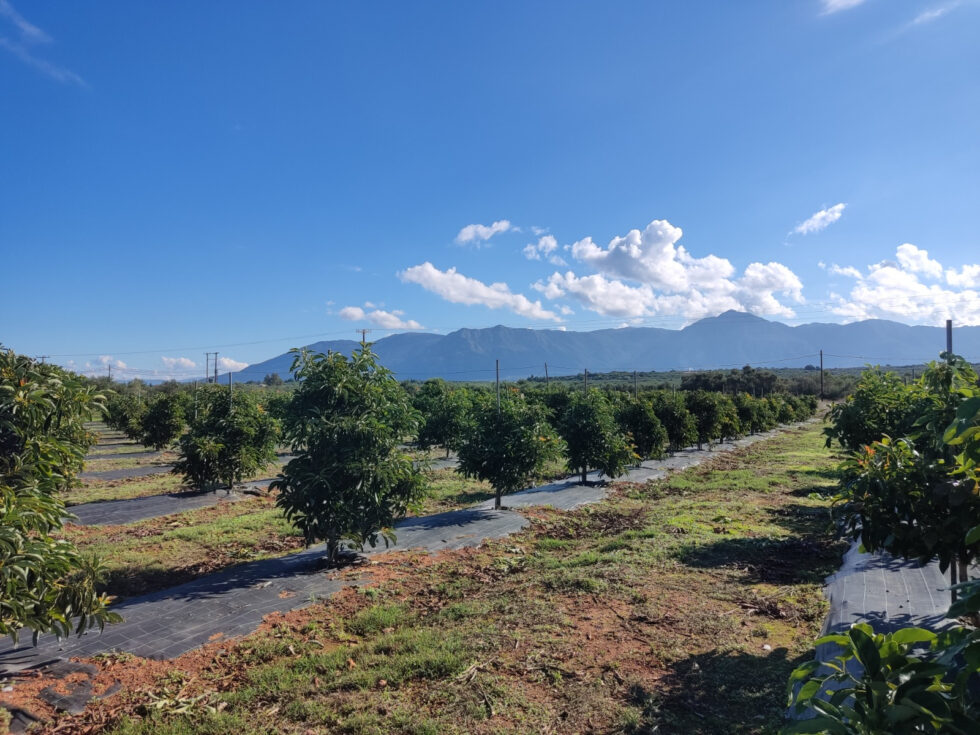 Η εξωτική καλλιέργεια που «ρίζωσε» στην Κρήτη – Πάνω από 15.000 στρέμματα στο νησί