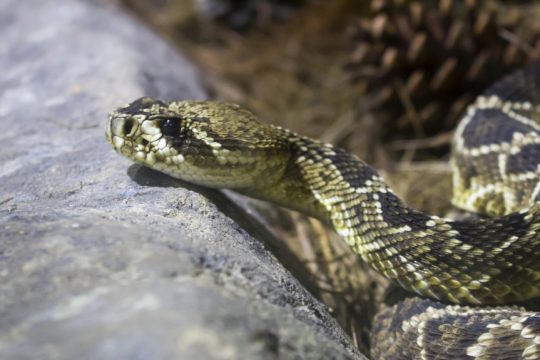Στη ΜΕΘ 75χρονος μετά από δάγκωμα οχιάς στη Λαμία