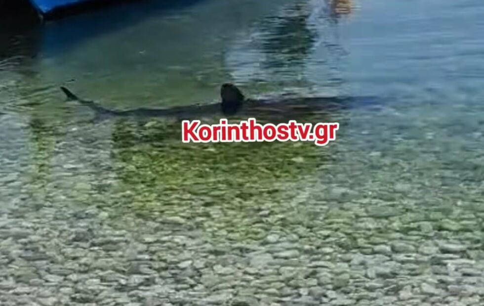 Καρχαρίας στην Κορινθία