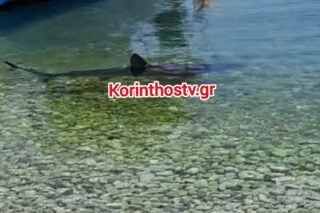 Καρχαρίας έκανε βόλτα στα Λουτρά Ωραίας Ελένης στην Κόρινθο [βίντεο]