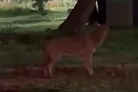 Λύκος «κόβει βόλτες» σε πλατεία στη Βαρυμπόμπη [βίντεο]