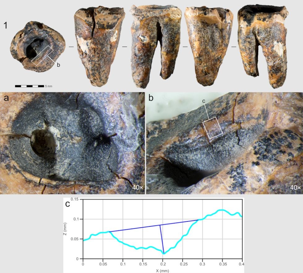 Copyright: PLOS ONE/Zubova et al