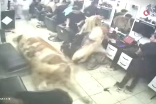 Ταύρος εισέβαλε σε κουρείο στην Τουρκία / youtube