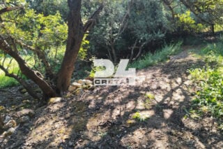 Χανιά: Σοκαρισμένος ο βοσκός που βρήκε το πτώμα του 33χρονου γιατρού – «Περπατούσα στο χωράφι και είδα ένα παπούτσι»