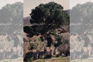 Η κουκουναριά