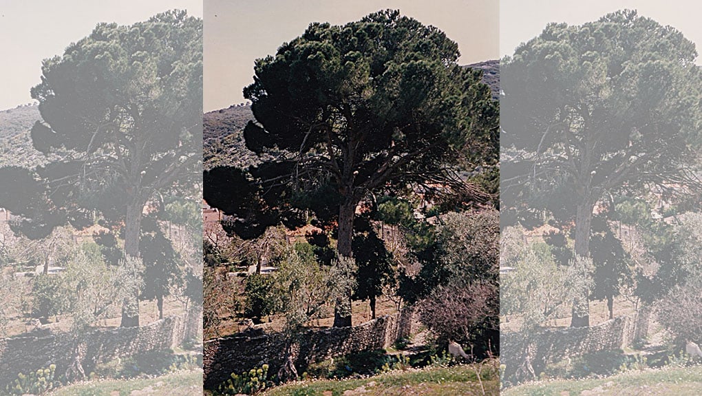 Η κουκουναριά