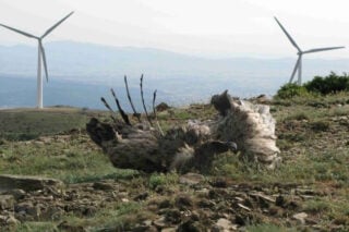 Θράκη: Νεκροταφεία πουλιών κοντά στις ανεμογεννήτριες