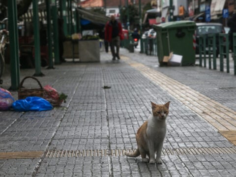 Θεσσαλονίκη: Συνταξιούχος αστυνομικός διώκεται για φόλες σε γάτες – Αφέθηκε ελεύθερος χωρίς όρους