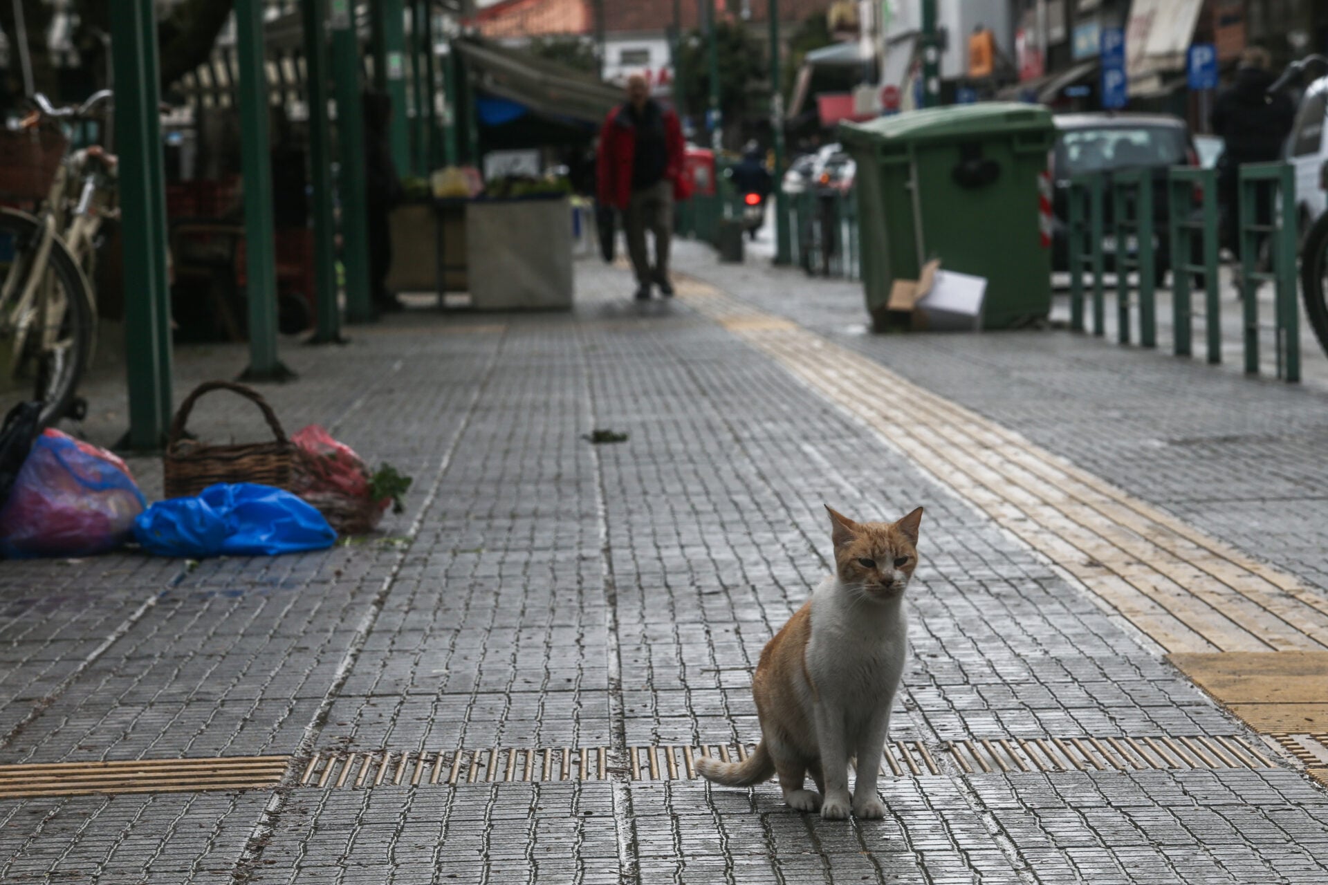 Θεσσαλονίκη: Συνταξιούχος αστυνομικός διώκεται για φόλες σε γάτες – Αφέθηκε ελεύθερος χωρίς όρους